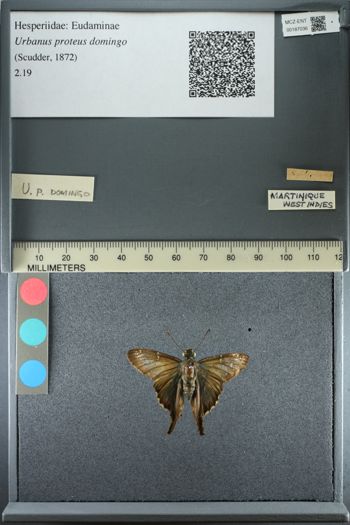Media type: image;   Entomology 187036